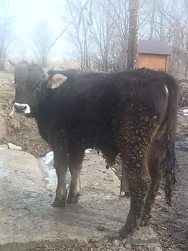 Коровы, быки: Продаю | Бык (самец) | На откорм — 1