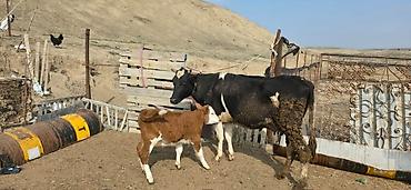 Inəklər, öküzlər: Satılır: inək və buzovlar salam hər vaxtı xeyir olsun bu şəkildə — 2