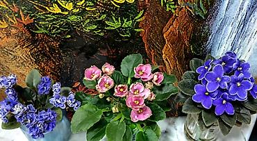 Π€ΠΈΠ°Π»ΠΊΠΈ ΠΈ Π³Π»ΠΎΠΊΡΠΈΠ½ΠΈΠΈ: π±πΊπ± ΠΡΠΎΠ΄Π°Ρ ΡΠΎΡΡΠΎΠ²ΡΠ΅ ΠΠΠ’ΠΠ ΡΡΠ°Π½Π΄Π°ΡΡΠ½ΡΡ
, ΡΡΠ΅ΠΉΠ»Π΅ΡΠ½ΡΡ
ΠΌΠΈΠ½ΠΈ ΠΈ ΠΏΠΎΠ»ΡΠΌΠΈΠ½ΠΈ at lalafo.kg β 34 Π€ΠΈΠ°Π»ΠΊΠΈ ΠΈ Π³Π»ΠΎΠΊΡΠΈΠ½ΠΈΠΈ: π±πΊπ± ΠΡΠΎΠ΄Π°Ρ ΡΠΎΡΡΠΎΠ²ΡΠ΅ ΠΠΠ’ΠΠ ΡΡΠ°Π½Π΄Π°ΡΡΠ½ΡΡ
, ΡΡΠ΅ΠΉΠ»Π΅ΡΠ½ΡΡ
ΠΌΠΈΠ½ΠΈ ΠΈ ΠΏΠΎΠ»ΡΠΌΠΈΠ½ΠΈ β 34