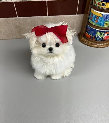 İtlər: Şpitz — 4