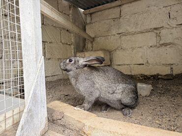 cins ineklerin satisi 2019: Boz rəngli yerli cins dovşanb Balaca vaxtindan ozum saxlamisam tek
