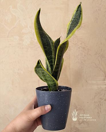 ког: 🌿 САНСЕВИЕРИЯ Стильное и неприхотливое комнатное растение, которое — 3