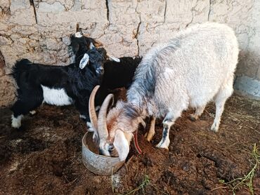 битал козы: Эчки эгиз улагы менен сатам уч маал сааганы 2 литр