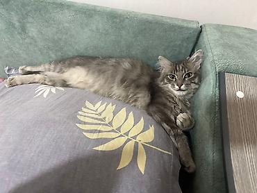 Отдам даром кошку: 1 год, Девочка, Приучена к лотку — 13