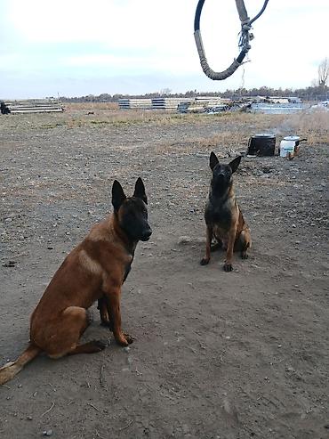 Продажа собак: Предлагаются к бронированию щенки Белгийской овчарки Малинуа.Щенков 9 — 13