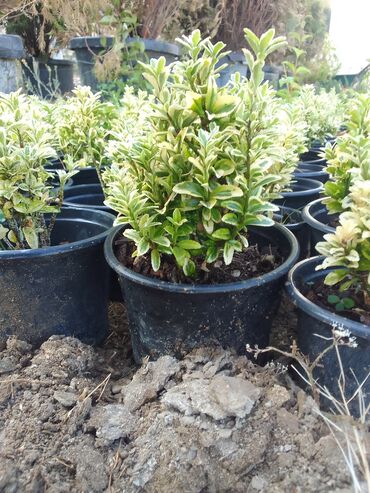 Çöl bitkiləri: Həmişə yaşıl — 4