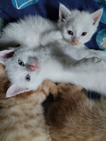 маленький кот: Маленькие беленькие белые пушистые чудесные котята ангоры. 2месяца