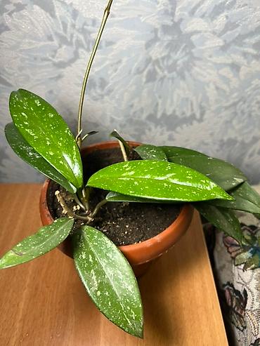 Хойи: Комнатные растения хойя и алоэ вера. Хойя — укоренённые черенки в — 5