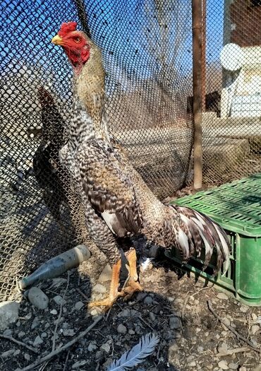Xoruzlar: Təsvir:salam.hər heyvanın öz qiyməti var hamsını götüren olsa biraz — 2