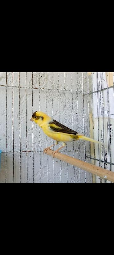 Erkək və dişilər hər qiymətə var