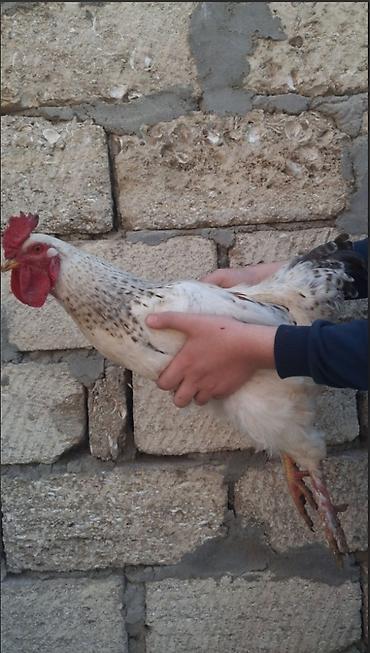 Xoruz, il: 1, Ödənişli çatdırılma
