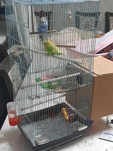 Птицы: Продаю или меняю. Волнистые попугаи с клеткой — 7