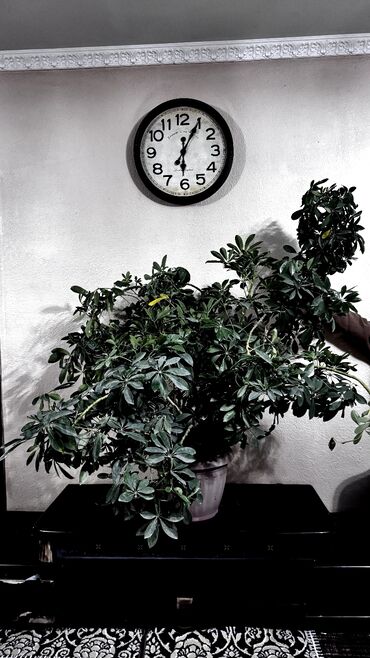 кора лиственницы: Комнатное растение Шеффлера (Schefflera), крупный куст в горшке