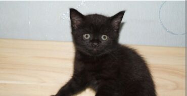 где можно купить шотландского вислоухого котенка: Скотиш Страйт (Шотландская прямоухая), 2 месяца, Мальчик, Черный, Приучена к лотку