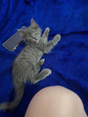 Мышыктар: Отдаю котят . Пишите пожалуйста на вотцап На выбор два окраса: - — 3