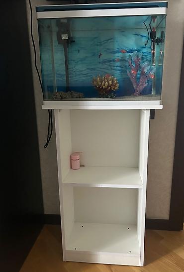akvarium filterleri: Hazır Akvarium Satılır (Tam Dəst) Hər bir şeyi daxil, ideal — 4