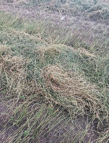 соска для ягнят: Чоп сатылат таза беде,4укос поляда пресстелген оор жакшы пресстелген — 1