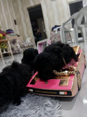 İtlər: Pudel, 2 ay, Dişi, Sənədli, Pulsuz çatdırılma — 10