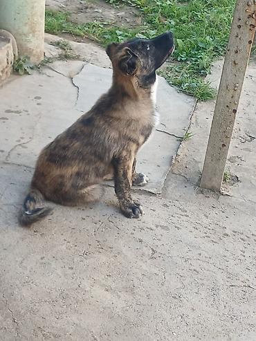 atın balası: 3 ay, Erkək, Peyvəndli — 1