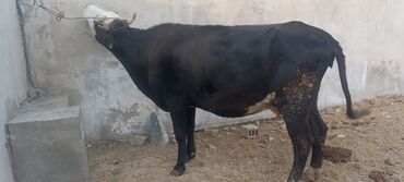 коровы дойные: Продаю | Корова (самка) | Для молока | Привязанные