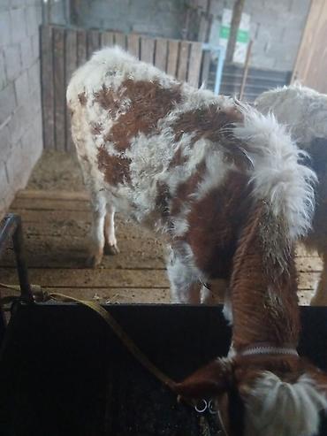 Коровы, быки: Продаю | Тёлка | Полукровка | На откорм | Привязанные — 2