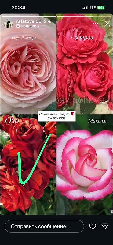 Роза: Саженцы — 1