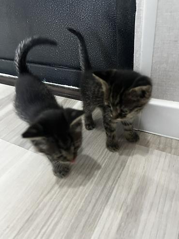 кошки британцы цена: Котёнок тигрового окраса. продаются обои один мальчик вторая девочка — 6