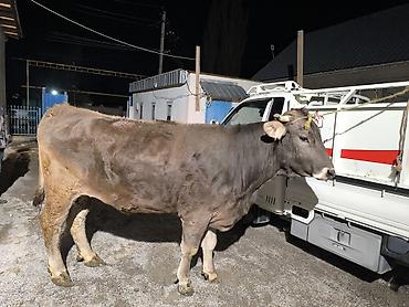 Коровы, быки: Продаю | Бык (самец) | На откорм | Привязанные — 2