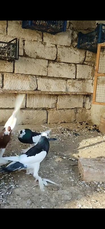 pavlin goyercin: Ağ və ağ-qara naxışlı fancy göyərçinlər (cütlük və fərdlər). - Növ — 8