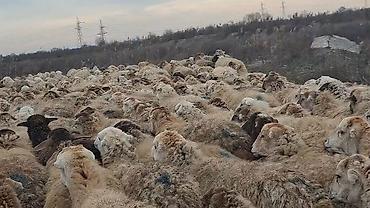 Qoyunlar, qoçlar: 550 baş qaradolaq sortu satlır qiymet elaqe saxla — 3