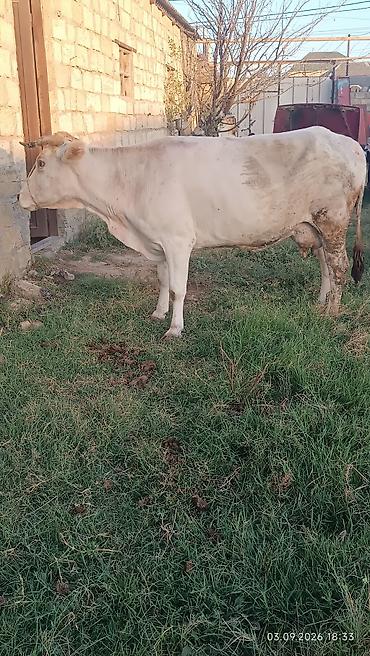coban iti type 0: Süd inəyi – açıq krem rəngli, qısa buynuzlu. Şəkillərdə göründüyü kimi — 5
