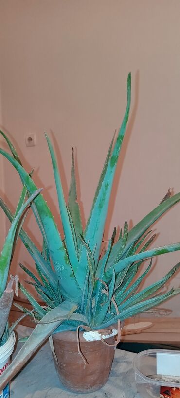 Otaq bitkiləri: Aloe vera, bitkisi satilir 1ci sekildeki 15 azn 2ci 10 azndir