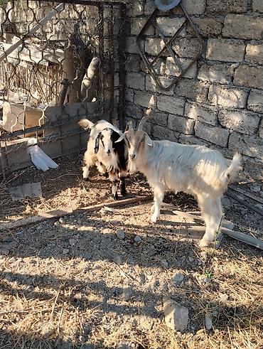 akvarium satilir: Satış: 2 baş keçi

- Növ: yerli keçi
Erkey ve dişi — 3