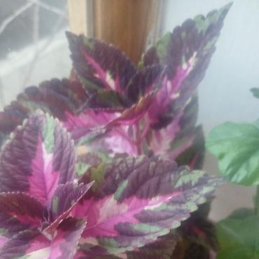 Герани и пеларгонии: Сортовой герандар сатылат. Баасы келишим турдо 300 сомдон жогору. - — 7