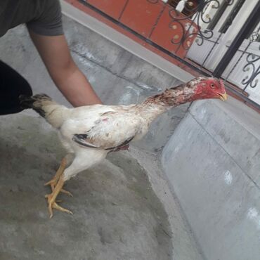 quş adları: Şamo Toyuqu.Hazırda Yumurtayır.Bura yazmasın heçkim ancaq vatsapp