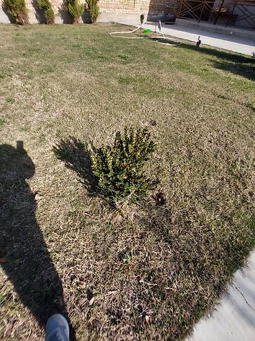 Декоративные деревья: Саженцы деревьев: Ели — 11