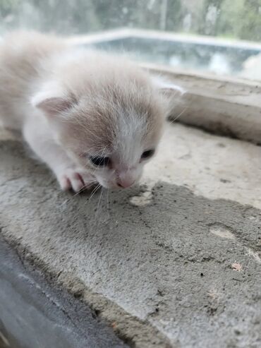 Pişiklər: Dişi, Erkək, Yaxşı əllərə, Ünvandan götürmə, Pulsuz çatdırılma — 19