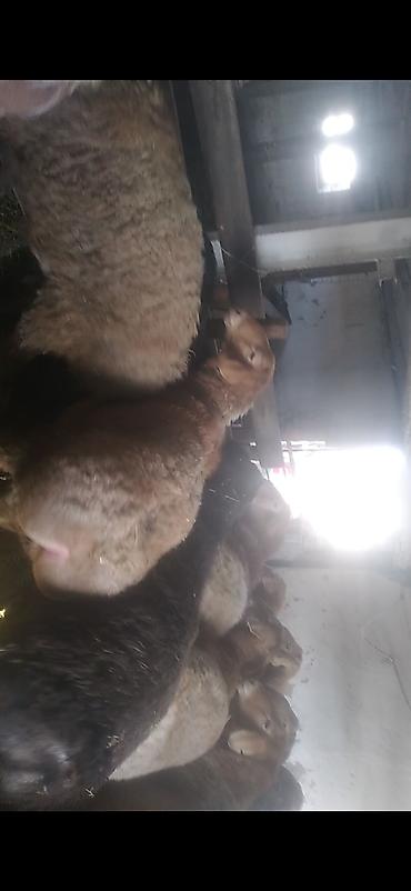 Баран, овца: Продаю | Баран (самец) | Полукровка | На забой | Матка — 4