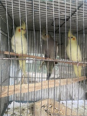 kreditle heyvan satisi: Nimfa tutuquşuları (cockatiel) – baladir istesez hazir cutde var 1 — 2