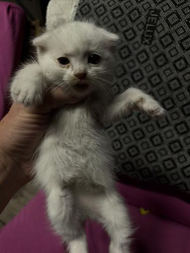 котята простые: Котята - Возраст: маленькие котята, только начинают активно изучать — 7