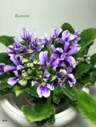 Фиалки и глоксинии: В продаже детки,пасынки сортовых мини и полумини фиалок 🌺🌿🌺 at lalafo.kg — 8 Фиалки и глоксинии: В продаже детки,пасынки сортовых мини и полумини фиалок 🌺🌿🌺 — 8