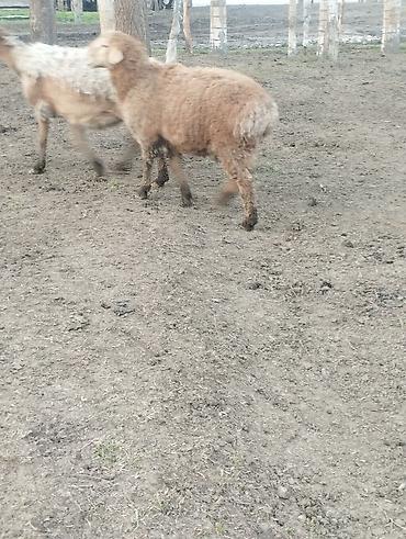 Баран, овца: Продаю | Овца (самка) | Для разведения — 8
