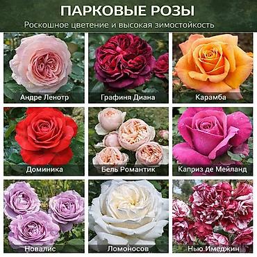 Роза: Саженцы — 2