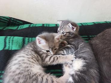 Продажа кошек: 🐾 Пушистое счастье ищет дом! 🏡 потрясающая девочка ушки стоячие — 6