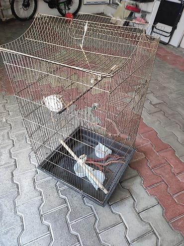 сколько стоит аквариум: Qəfəslər ikisi bir yerdə 60 manat . Qiymət sondur. Buna görə narahat — 3