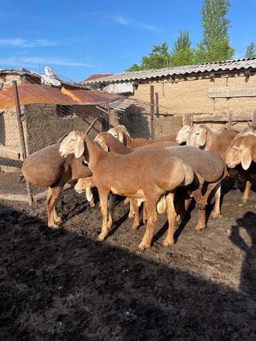 Бараны, овцы: Продаю | Баран (самец) | Арашан | Для разведения | Племенные, Осеменитель