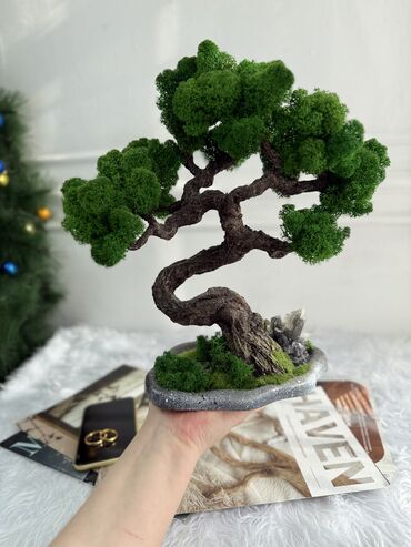 Декоративные цветы: Деревья-бонсай из натурального стабилизированного мха🌳 -это — 45