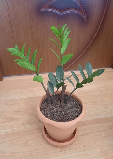 Çöl bitkiləri: Zamioculcas gülü (dollar gülü)
