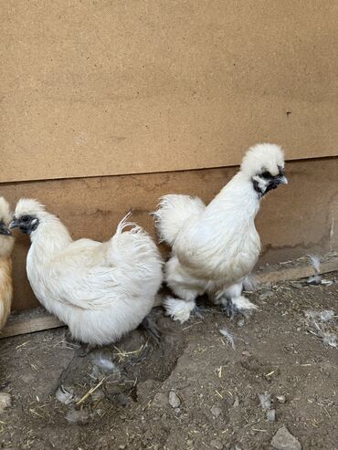 цыплята кур: Продаю | Куры, Петух | Для разведения