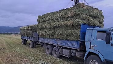 кепер арык: Сено в тюках (пресс-подборщик, стандартный прямоугольный тюк). - — 2